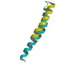 RAB Interacting Lysosomal Protein (RILP)