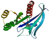 RAB11A, Member RAS Oncogene Family (RAB11A)