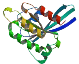 RAB11B, Member RAS Oncogene Family (RAB11B)