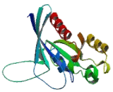 RAB1B, Member RAS Oncogene Family (RAB1B)