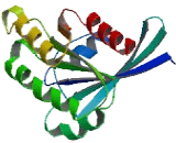 RAB3C, Member RAS Oncogene Family (RAB3C)