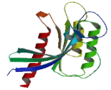 RAB40A, Member RAS Oncogene Family (RAB40A)