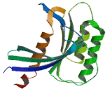 RAB40B, Member RAS Oncogene Family (RAB40B)