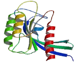 RAB8A, Member RAS Oncogene Family (RAB8A)