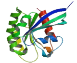 RAB9B, Member RAS Oncogene Family (RAB9B)