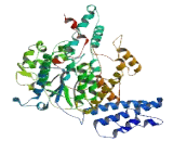 RAD51 Associated Protein 2 (RAD51AP2)