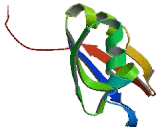 RAD52 Motif Protein 1 (RDM1)