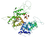 RAD54 Like Protein 2 (RAD54L2)