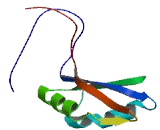 RALY RNA Binding Protein Like Protein (RALYL)