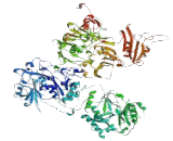 RAN Binding Protein 2 (RANBP2)