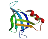 RAN Binding Protein 3 Like Protein (RANBP3L)