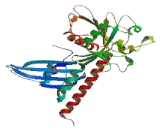 RAP1 GTPase Activating Protein (RAP1GAP)