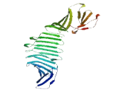 Replication Timing Regulatory Factor 1 (RIF1)