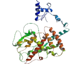 RAR Related Orphan Receptor Beta (RORb)