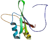 RNA Binding Motif, Single Stranded Interacting Protein 1 (RBMS1)