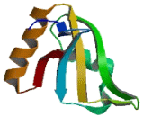 RNA Binding Motif, Single Stranded Interacting Protein 3 (RBMS3)