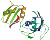 RNA Binding Motif Protein 19 (RBM19)