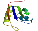 RNA Binding Motif Protein 20 (RBM20)