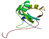 RNA Binding Motif Protein 24 (RBM24)