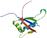 RNA Binding Motif Protein 28 (RBM28)