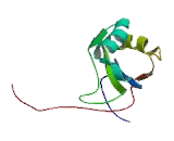 RNA Binding Motif Protein 38 (RBM38)