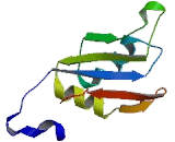 RNA Binding Motif Protein 39 (RBM39)