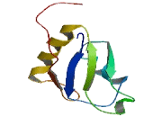 RNA Binding Motif Protein 46 (RBM46)