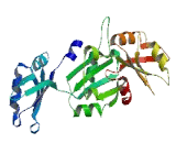 RNA Binding Motif Protein 47 (RBM47)