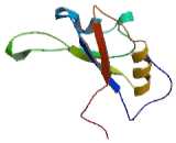 RNA Binding Motif Protein 5 (RBM5)