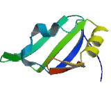 RNA Binding Motif Protein 6 (RBM6)