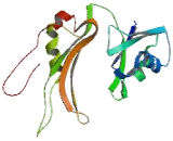 RNA Binding Motif Protein 9 (RBM9)