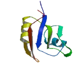 RNA Binding Protein, Fox1 Homolog 3 (RBFOX3)