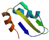 RNA Binding Protein With Multiple Splicing (RBPMS)