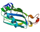 RNA Binding Protein With Multiple Splicing 2 (RBPMS2)