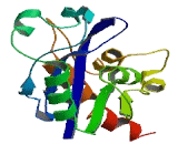 RNA Exonuclease 1 Homolog (REXO1)