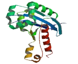 RNA Exonuclease 2 Homolog (REXO2)