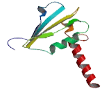 RNA Polymerase I, DNA Directed Polypeptide D (POLR1D)