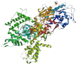 RNA Polymerase II, DNA Directed Polypeptide A (POLR2A)