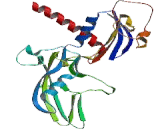 RNA Polymerase II, DNA Directed Polypeptide C (POLR2C)