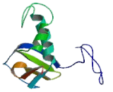 RNA Polymerase II, DNA Directed Polypeptide F (POLR2F)