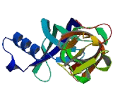 RNA Polymerase II, DNA Directed Polypeptide G (POLR2G)