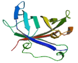 RNA Polymerase II, DNA Directed Polypeptide H (POLR2H)