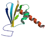 RNA Polymerase II, DNA Directed Polypeptide J (POLR2J)