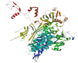 RNA Polymerase III, DNA Directed Polypeptide B (POLR3B)