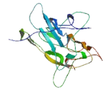 RNA Polymerase III, DNA Directed Polypeptide E (POLR3E)