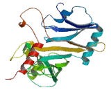 RNA Pseudouridylate Synthase Domain Containing Protein 1 (RPUSD1)