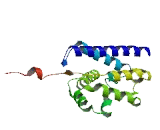 RUN And FYVE Domain Containing Protein 2 (RUFY2)