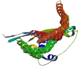 RUN And FYVE Domain Containing Protein 4 (RUFY4)