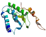 RWD Domain Containing Protein 4 (RWDD4)