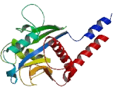 Ral GTPase Activating Protein Alpha 1 (RALGAPa1)